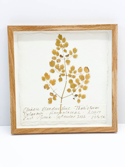 Chinese Meadow Rue • Thalictrum Original by Peta King | 9 x 9 Pressing Framed