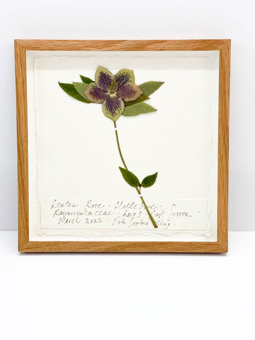 Lenten Rose • Hellebore Original by Peta King | 9 x 9 Pressing Framed
