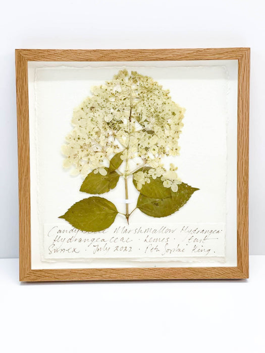 Candybelle Hydrangea Marshmallow Original by Peta King | 9 x 9 Pressing Framed