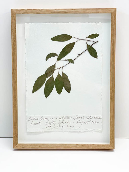 Cider Gum Eucalyptus II Original by Peta King | A4 Pressing Framed