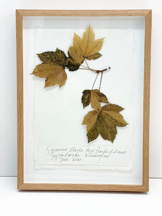 Sycamore Maple Original by Peta King | A4 Pressing Framed