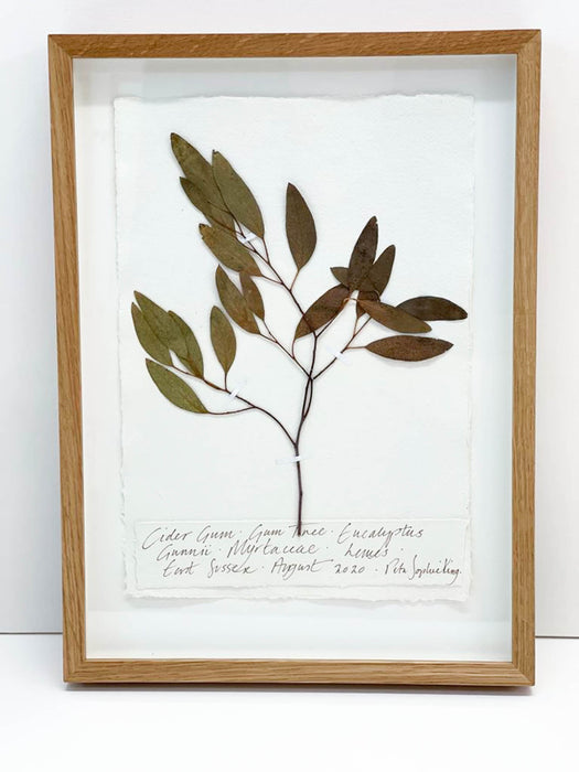 Cider Gum Eucalyptus Original by Peta King | A4 Pressing Framed