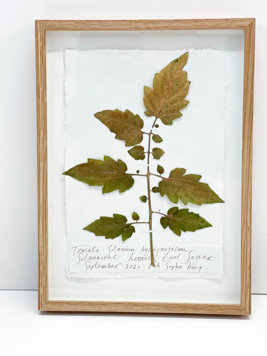 Tomato Leaf Original by Peta King | A4 Pressing Framed