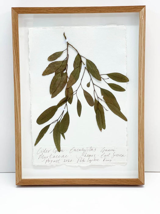 Cider Gum Eucalyptus I Original by Peta King | A4 Pressing Framed