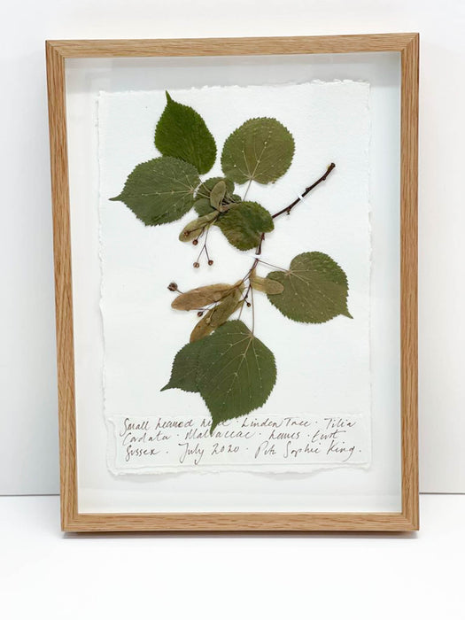 Small Leaved Lime Original by Peta King | A4 Pressing Framed