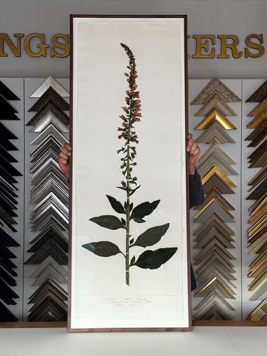 Sussex Woodland Foxglove, Framed Pressed Botanical by Peta King