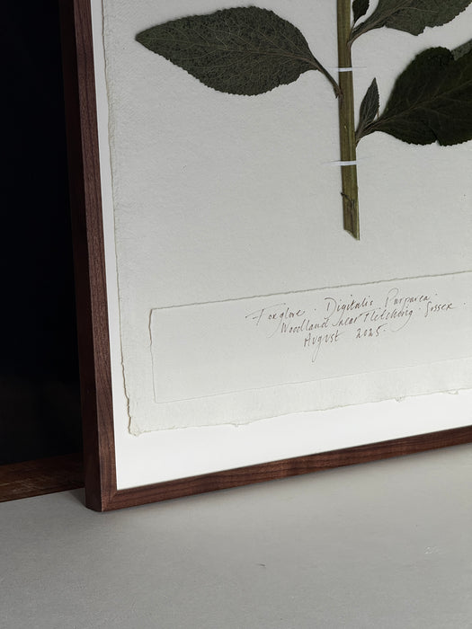 Sussex Woodland Foxglove, Framed Pressed Botanical by Peta King