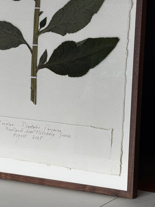 Sussex Woodland Foxglove, Framed Pressed Botanical by Peta King