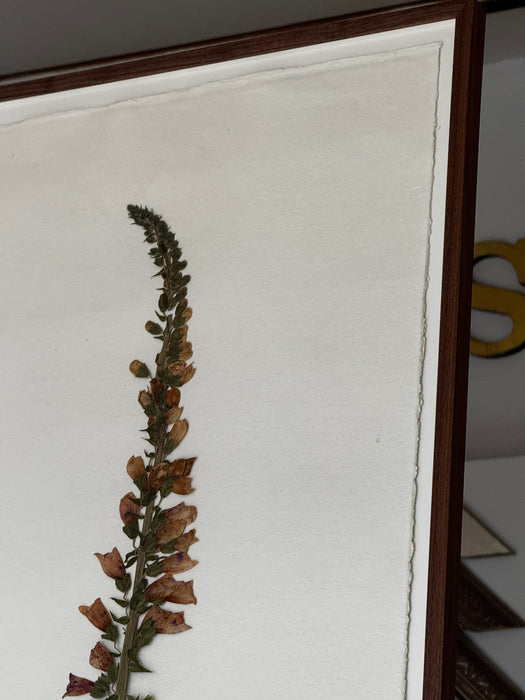 Sussex Woodland Foxglove, Framed Pressed Botanical by Peta King