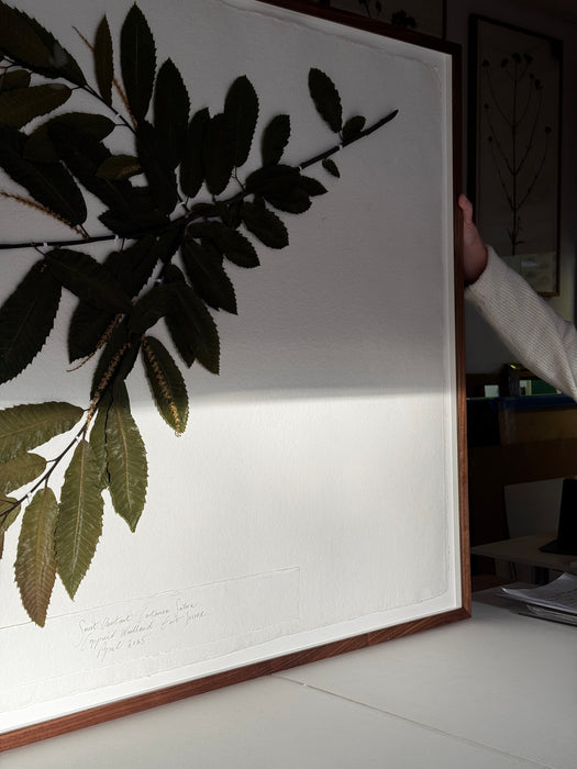 Sussex Woodland Chestnut, Framed Pressed Botanical by Peta King