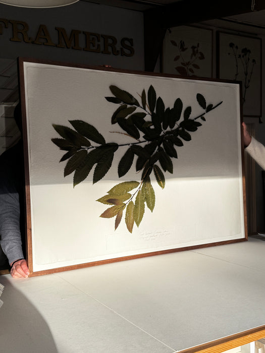 Sussex Woodland Chestnut, Framed Pressed Botanical by Peta King