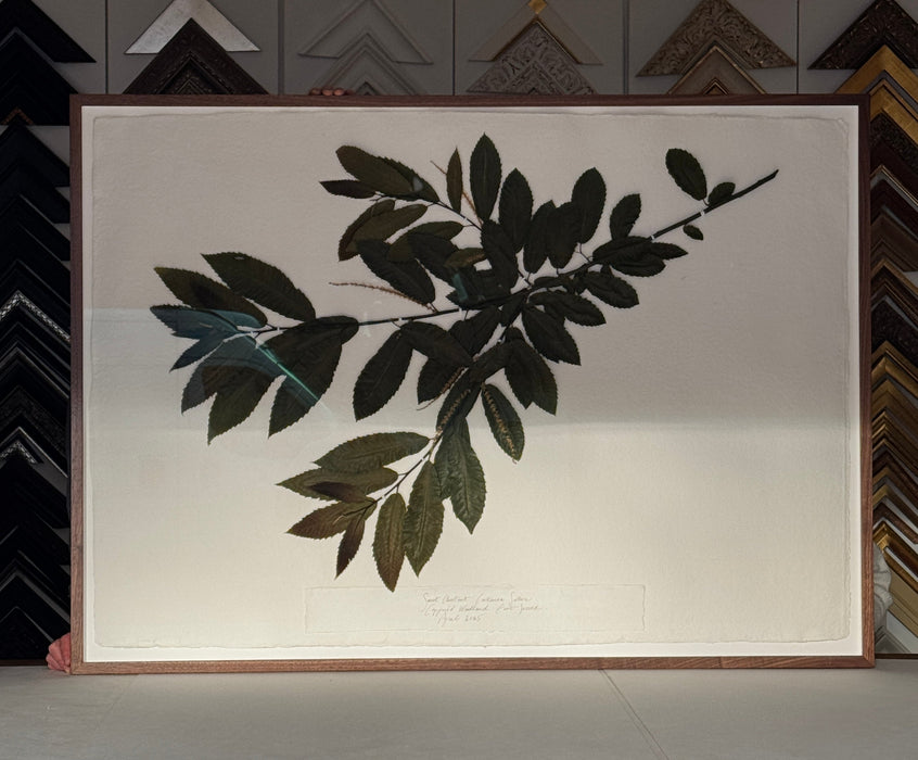 Sussex Woodland Chestnut, Framed Pressed Botanical by Peta King