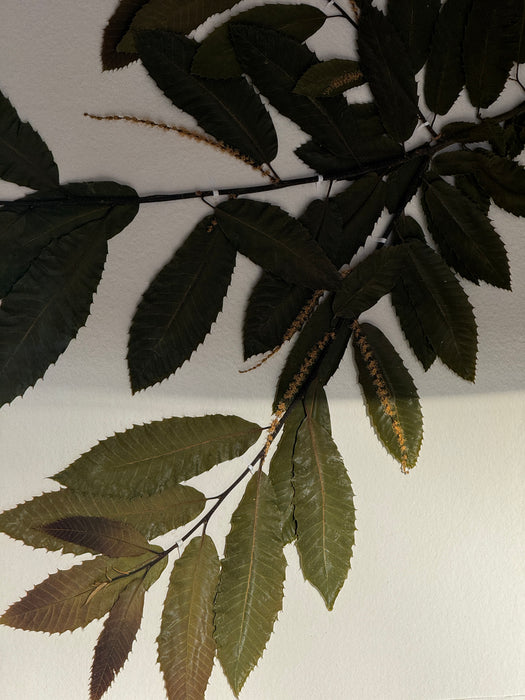 Sussex Woodland Chestnut, Framed Pressed Botanical by Peta King