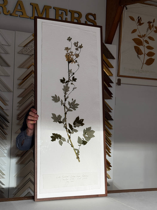 Sussex Woodland Lady's Bedstraw, Framed Pressed Botanical by Peta King