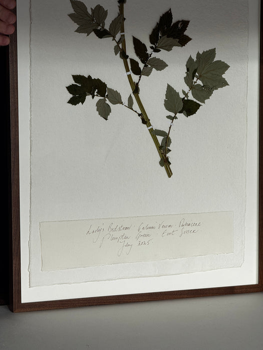 Sussex Woodland Lady's Bedstraw, Framed Pressed Botanical by Peta King