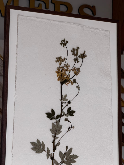 Sussex Woodland Lady's Bedstraw, Framed Pressed Botanical by Peta King