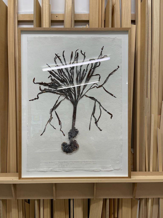 Furbellows Seaweed Original I by Peta King | 31 x 42'' Pressing Framed