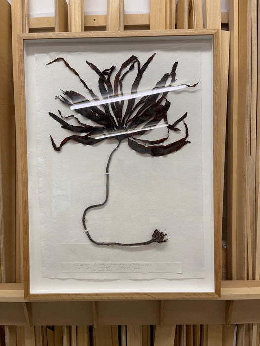 Furbellows Seaweed Original by Peta King | 31 x 42'' Pressing Framed