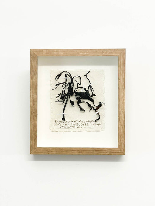 Knotted Wrack • Seaweed Original Miniature by Peta King | 5 x 6 Pressing Framed