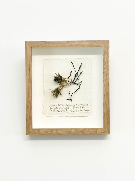 Carragheen • Serrated Wrack Seaweed Original Miniature by Peta King | 5 x 6 Pressing Framed