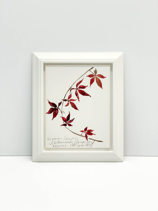 Virginia Creeper Original by Peta King | Framed Gesso Study