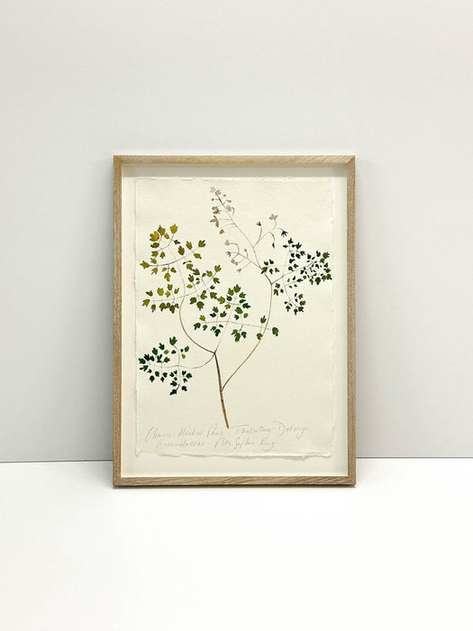 Chinese Meadow Rue • Thalictrum Original by Peta King | Framed Paper Study