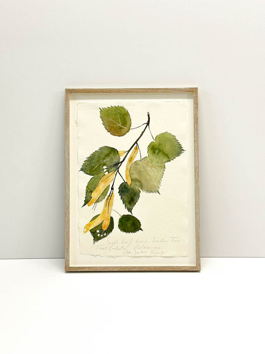 Small Leaf Lime Original by Peta King | Framed Paper Study