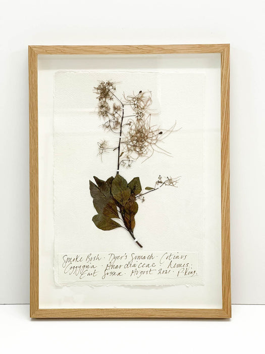 Velvet Fog • Smoke Bush Original by Peta King | A4 Pressing Framed