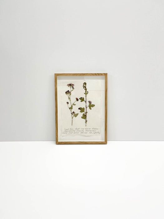 Sand Rose • African Mallow Original by Peta King | A4 Pressing Framed