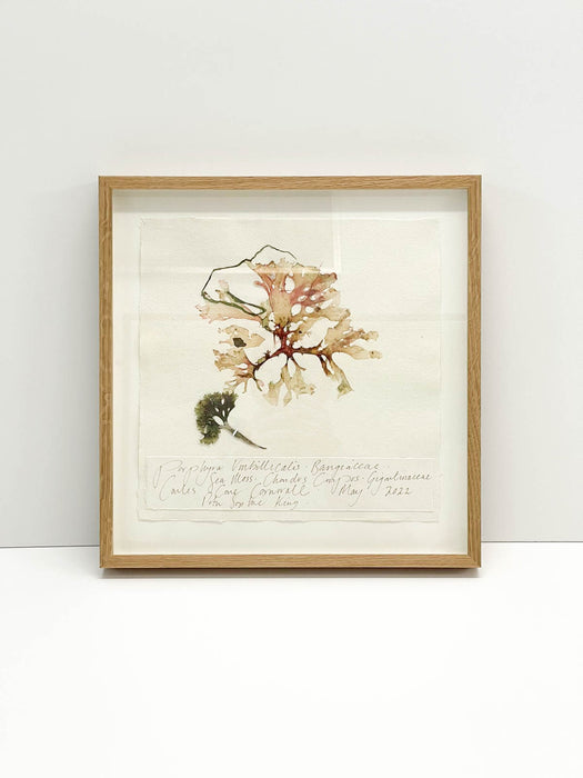 Porphyra • Sea Moss Seaweed Original by Peta King | 14 x 14 Pressing Framed
