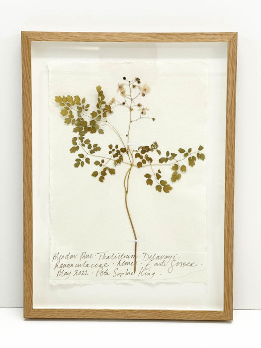 Chinese Meadow Rue • Thalictrum Original I by Peta King | A4 Pressing Framed