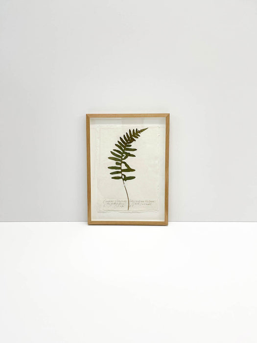 Common Polypody • Fern Original by Peta King | A4 Pressing Framed