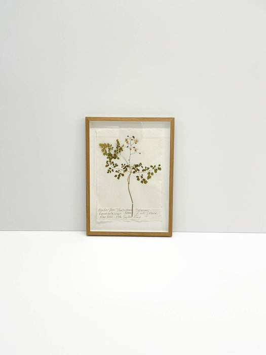 Chinese Meadow Rue • Thalictrum Original I by Peta King | A4 Pressing Framed
