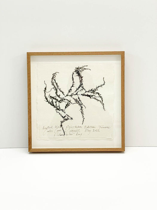 Knotted Wrack • Rock Weed Seaweed Original I by Peta King | 14 x 14 Pressing Framed