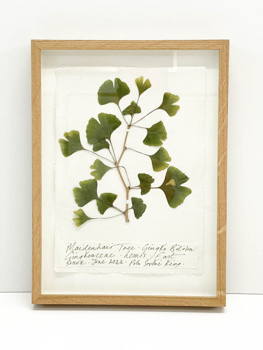 Ginkgo • Maidenhair Tree Original by Peta King | A4 Pressing Framed