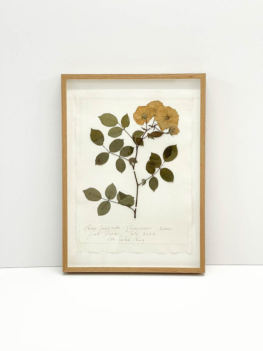 Rose • Rosaceae • Original by Peta King | A3 Pressing Framed