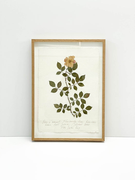 Rose • Rosaceae • Original I by Peta King | A3 Pressing Framed