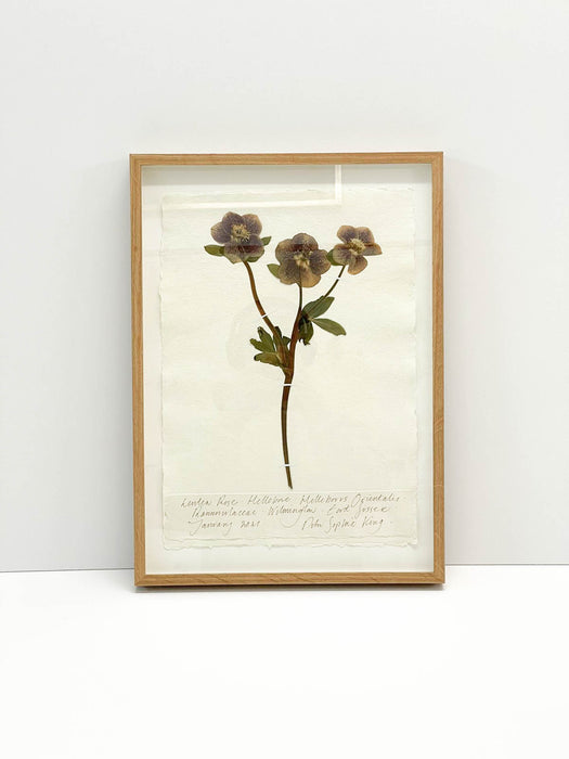 Hellebore • Lenten Rose • Original I by Peta King | A3 Pressing Framed