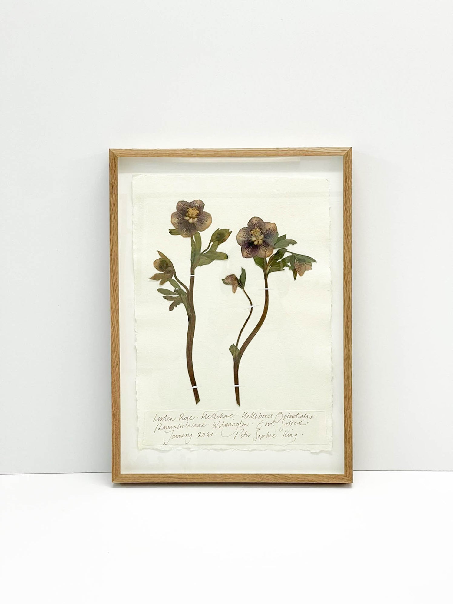 Hellebore • Lenten Rose • Original II by Peta King A3 Pressing Framed