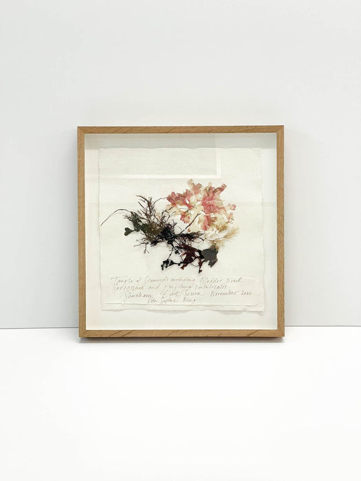 Tangle of Seaweeds • Seaweed Original by Peta King | 14 x 14 Pressing Framed
