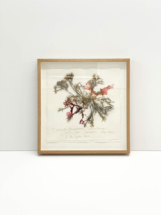 Dictyota • Seaweed Original by Peta King | 14 x 14 Pressing Framed