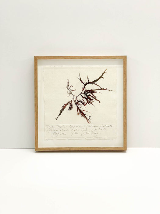 Dulse Seaweed Original by Peta King | 14 x 14 Pressing Framed