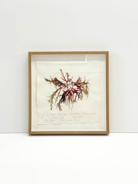 Porphyra • Seaweed Original by Peta King | 14 x 14 Pressing Framed