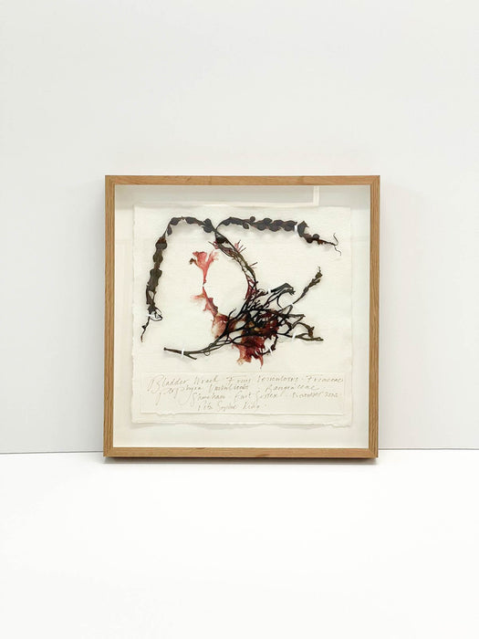 Bladder Wrack • Porphyra • Seaweed Original by Peta King | 14 x 14 Pressing Framed