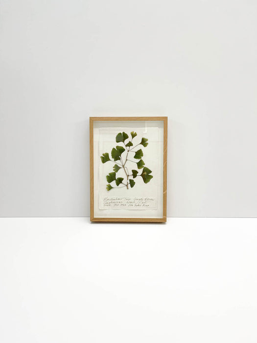 Ginkgo • Maidenhair Tree Original by Peta King | A4 Pressing Framed