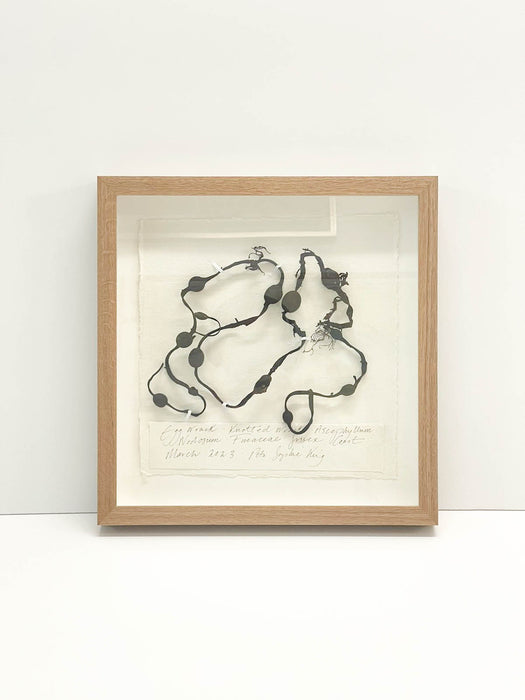 Egg Wrack Seaweed Original by Peta King | 14 x 14 Pressing Framed