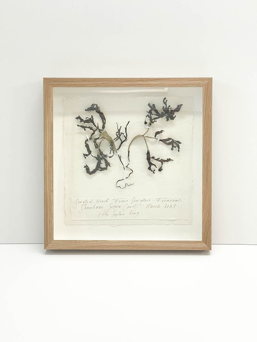 Serrated Wrack Seaweed Original by Peta King | 14 x 14 Pressing Framed
