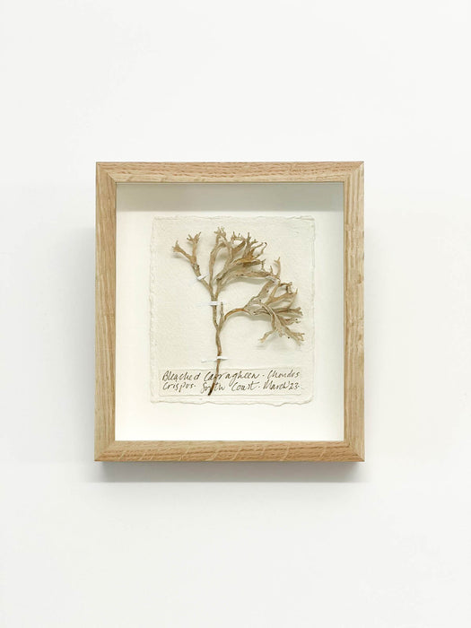 Bleached Carragheen Seaweed Original Miniature by Peta King | 5 x 6 Pressing Framed