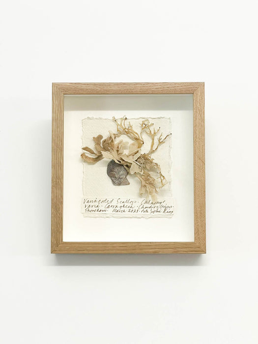 Variegated Scallop • Chlamys Varia Seaweed Original I Miniature by Peta King | 5 x 6 Pressing Framed