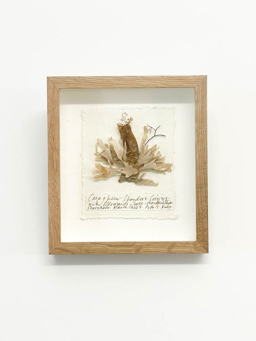 Carragheen • Mermaid's Purse Seaweed Original I Miniature by Peta King | 5 x 6 Pressing Framed